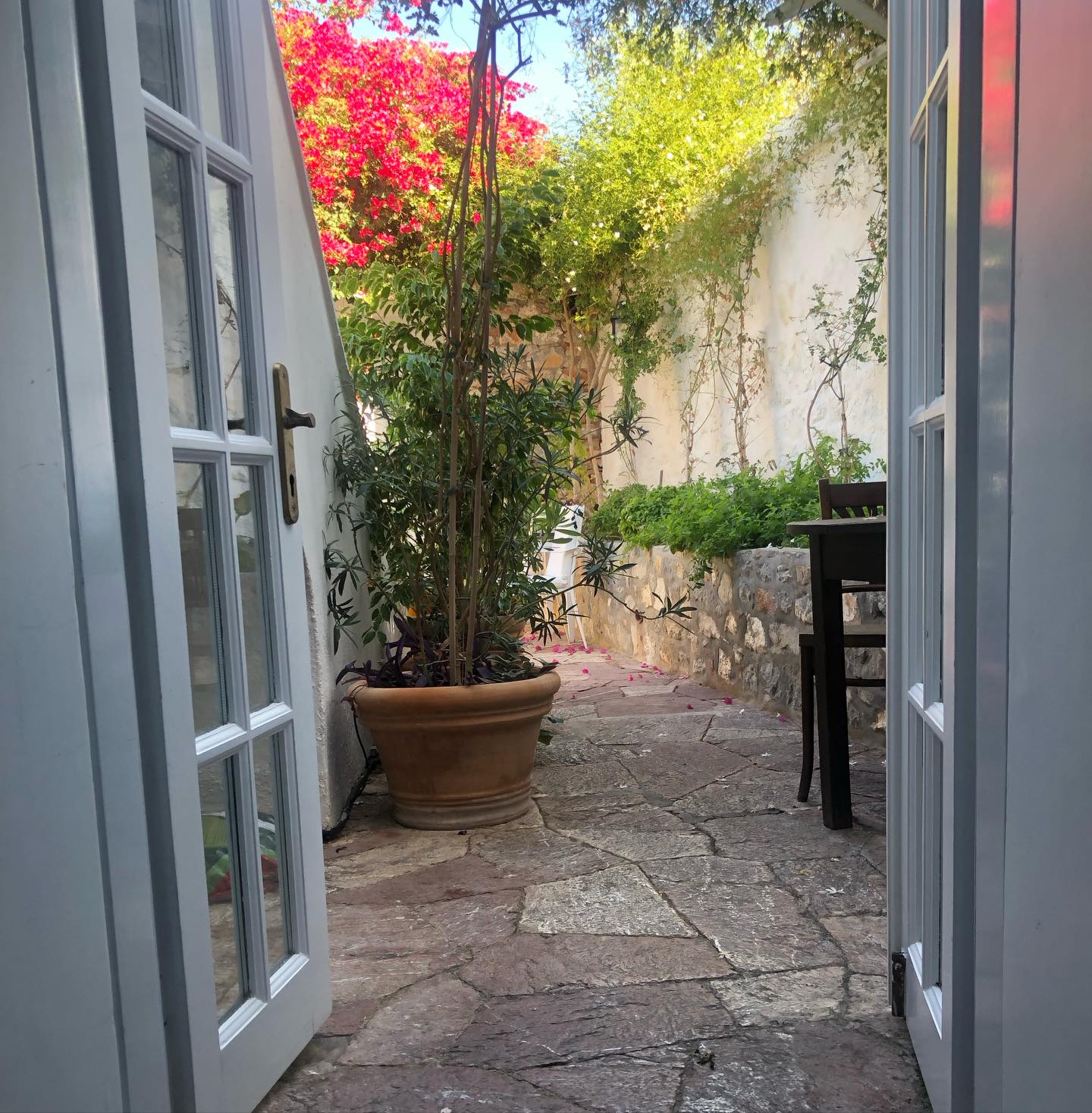 Morning bliss ☀️🌿 

#spring #seeyousoon #mirandahydra