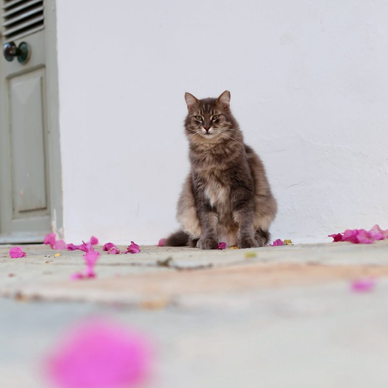 The most beautiful locals wandering around, always ready to greet you with your arrival on the island! 🐈 

#islandlife #hydramoments #mirandahydra