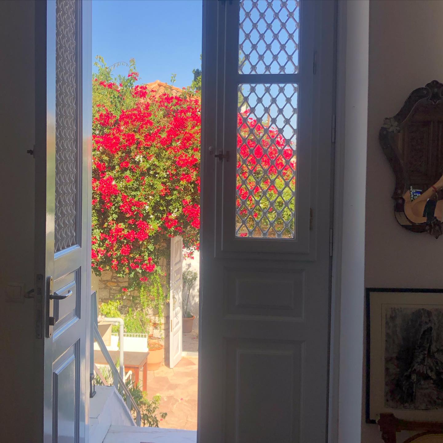 Welcoming July ☀️🍃🌺 

#summer2026 #hydramoments #mirandahydra