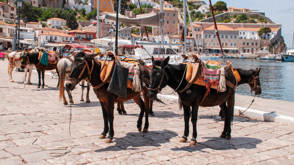 hydra donkeys